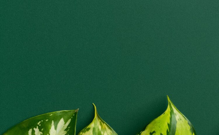  Are you a Social Media Influencer?